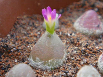 灯泡开花