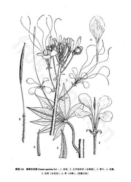 美丽白花菜线稿图 