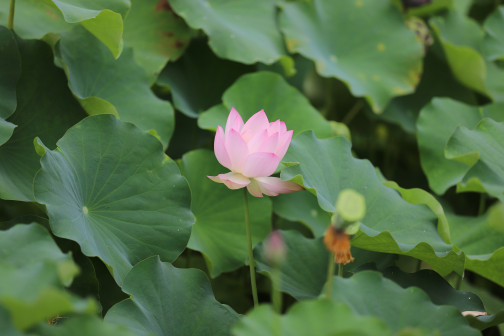 莲-花