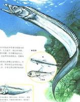 大西洋叉尾带鱼