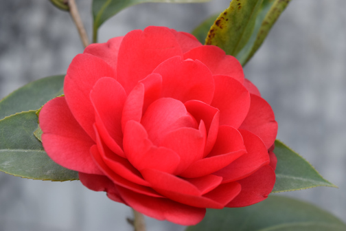 六角大红茶花8