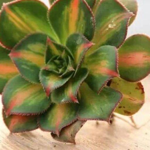 莲花掌属