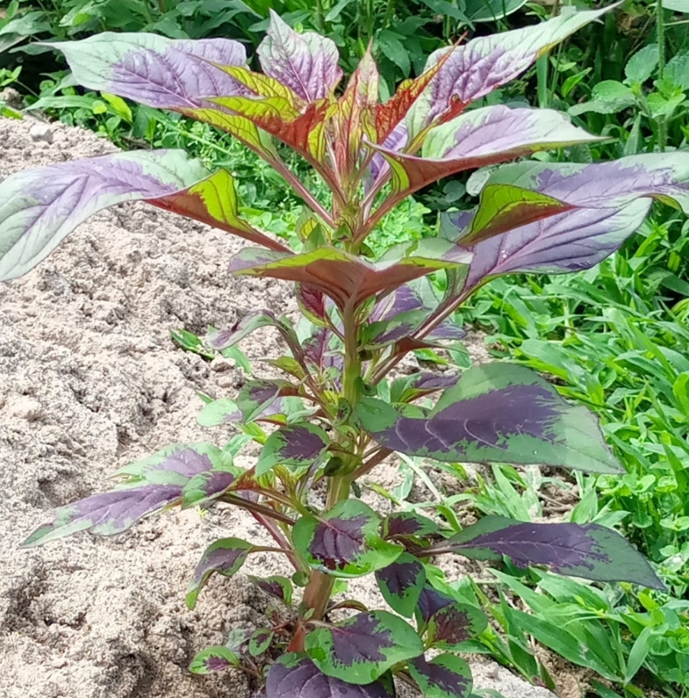苋的茎