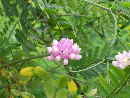 绣球小冠花