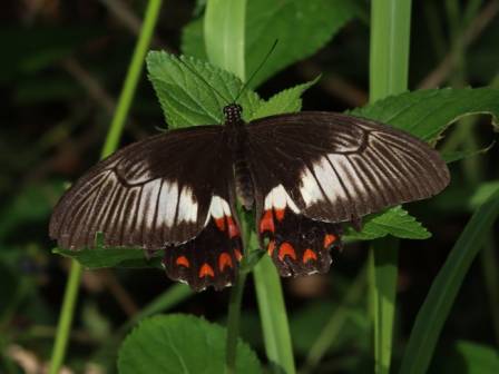 ♀