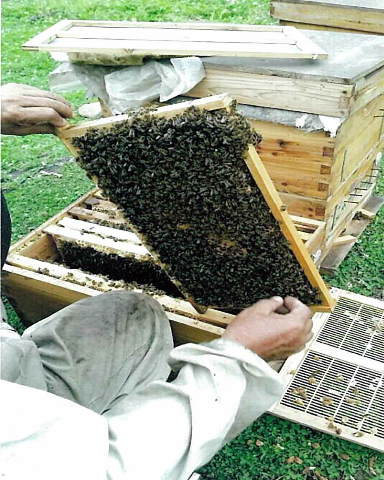 那拉提黑蜂蜂巢