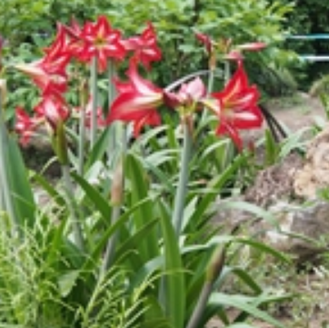 花朱顶红 