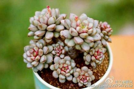‘Amethorum’