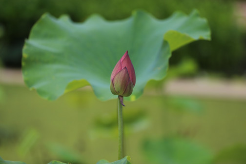 莲-苞