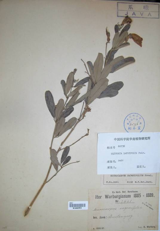 棱荚蝶豆
