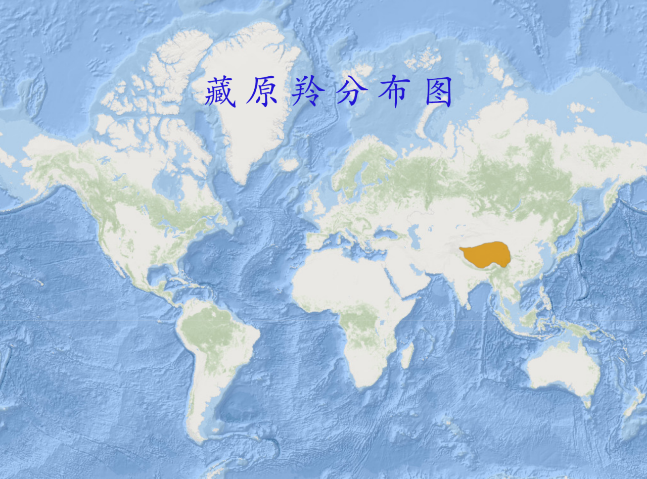 藏原羚分布图