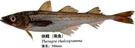 狭鳕