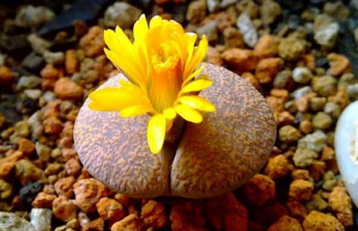 生石花