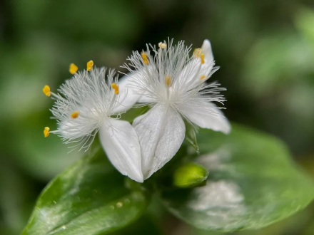 白花紫露草