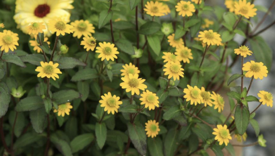蛇目菊