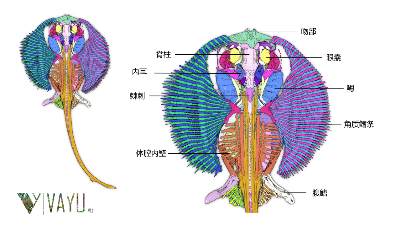 孔鳐胚胎三维虚拟解剖 