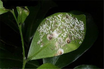 介壳虫