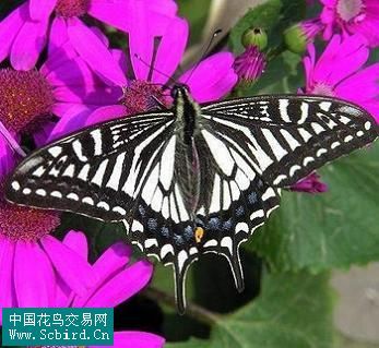 柑桔凤蝶