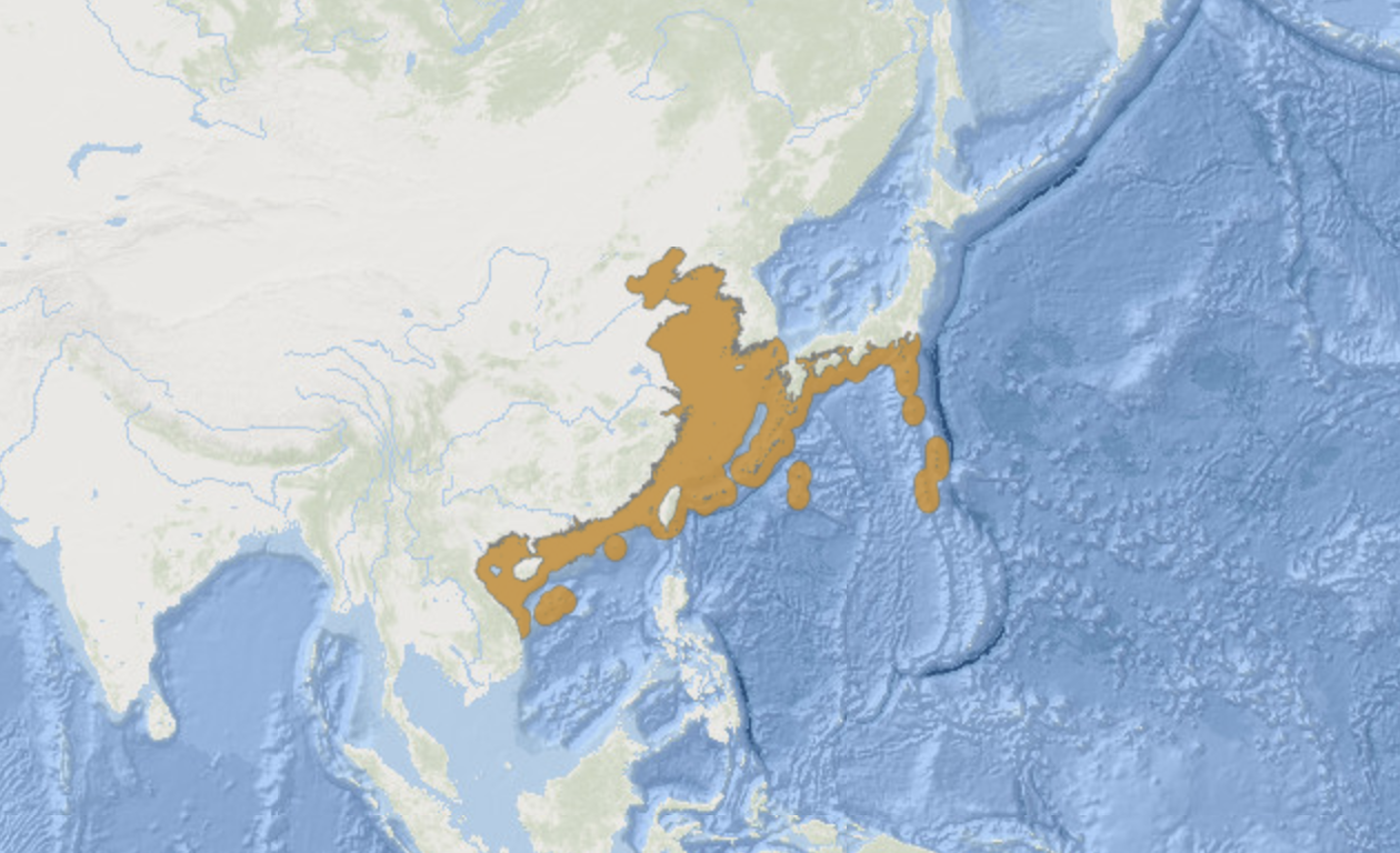 竹荚鱼分布图