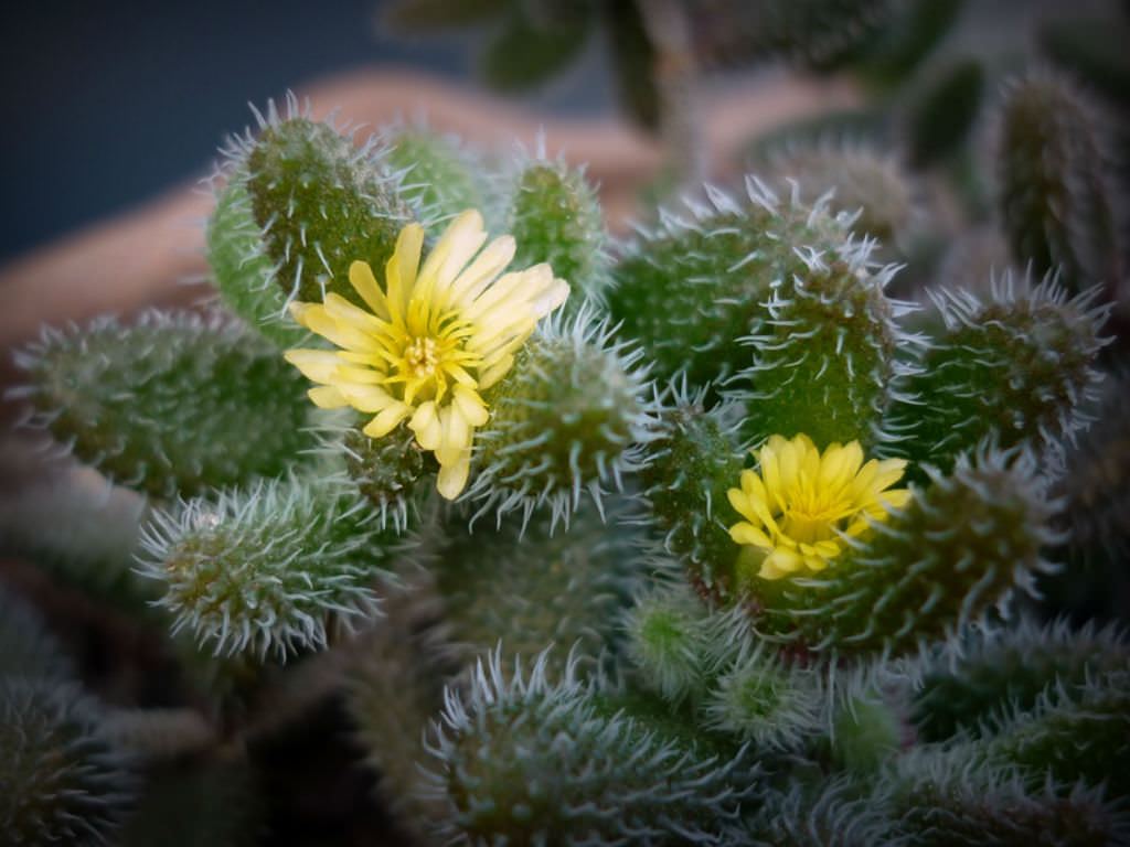 刺叶露子花