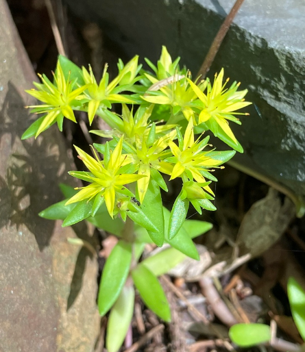垂盆草的花