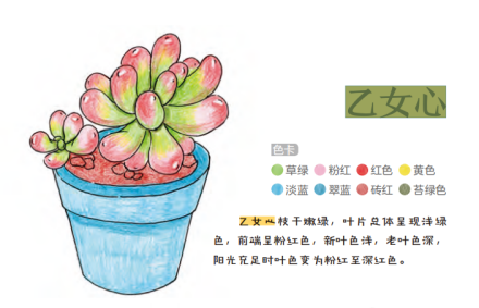乙女心 