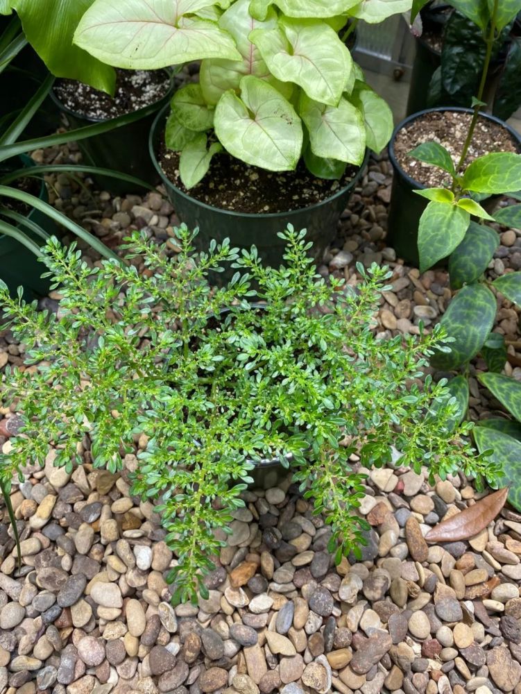 小叶冷水花植株