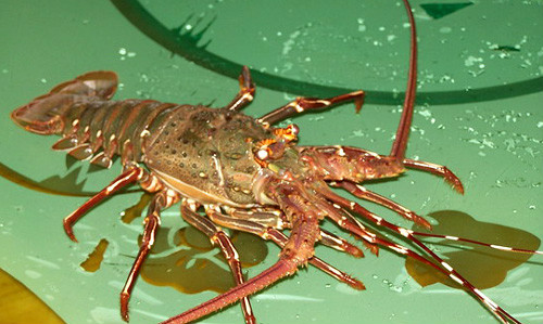 中国龙虾（Panulirus stimpsoni）