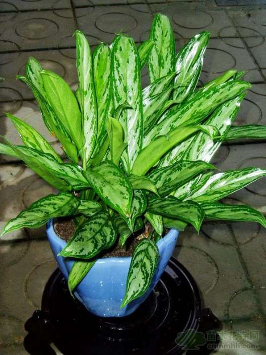 银王亮丝草