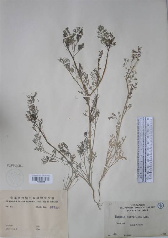 小花球果紫堇