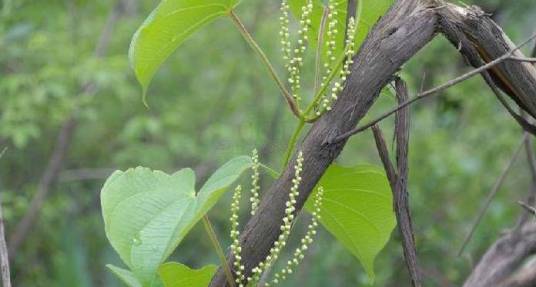 尖头果薯蓣