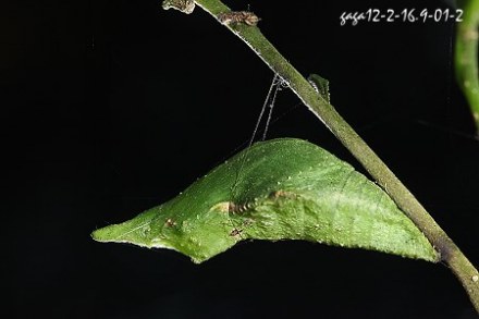 玉牙凤蝶---蛹