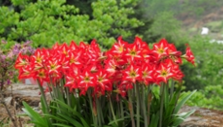 花朱顶红 