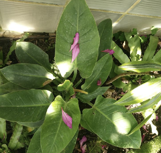 喜林芋