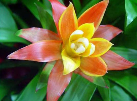 斑背剑花