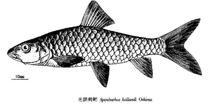 光倒刺鲃