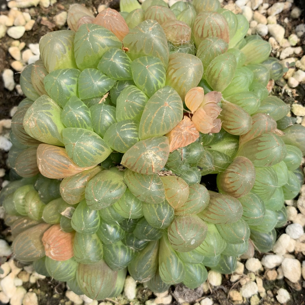 姬玉露