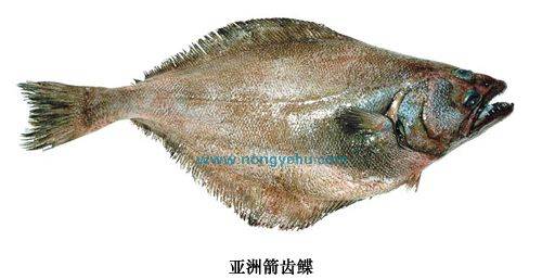 亚洲箭齿鲽