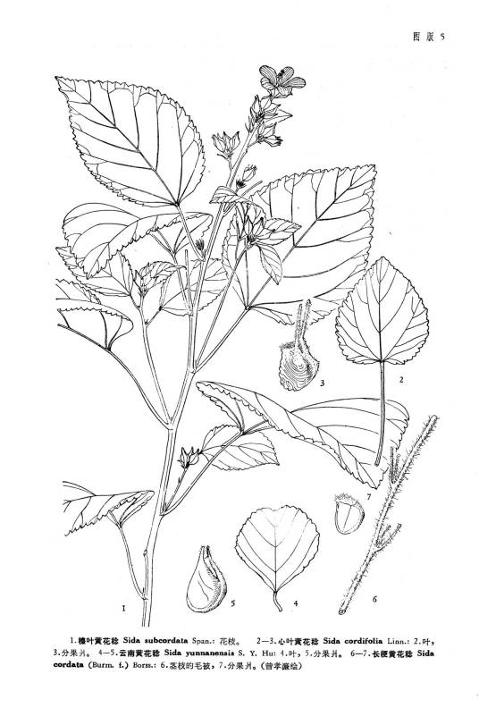 长梗黄花棯