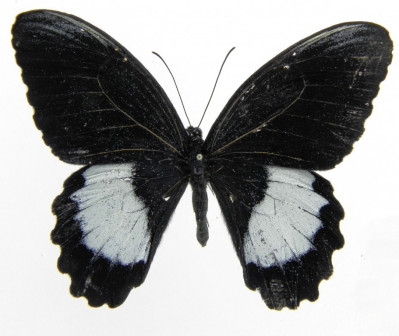 ♂