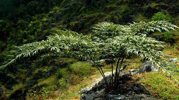 德保苏铁