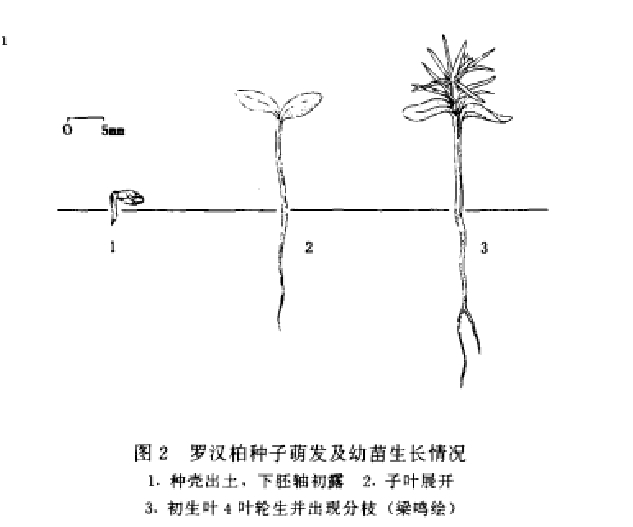 罗汉柏种子的萌发和幼苗生长情况