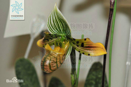 秀丽兜兰