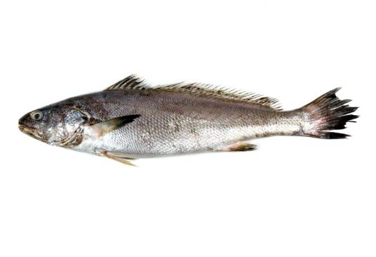 鮸