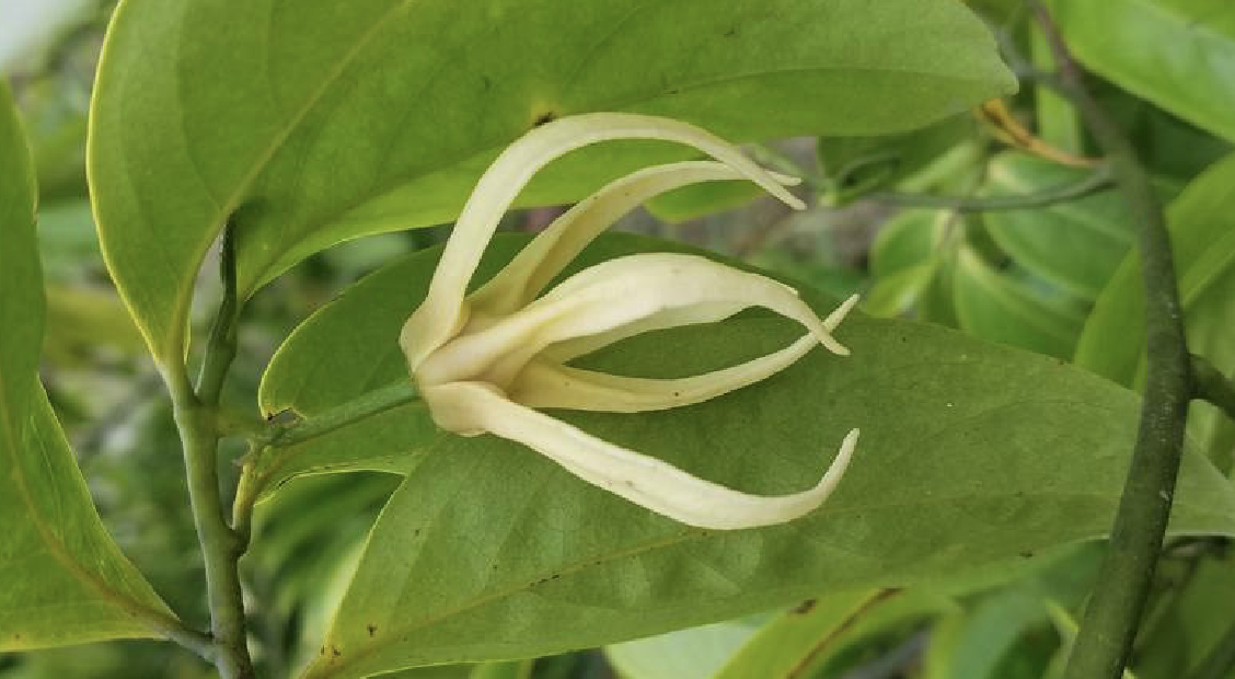 鹰爪花