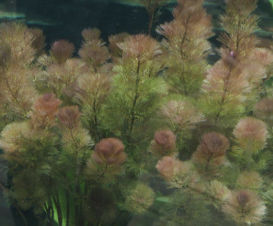 红水盾草