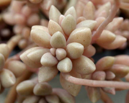 姬秋丽（Graptopetalum &#39;Mirinae&#39;）