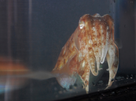 水族馆乌贼