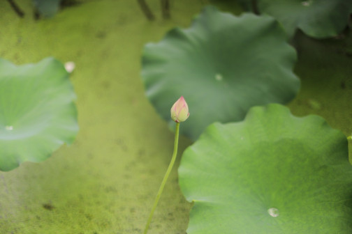 莲-苞