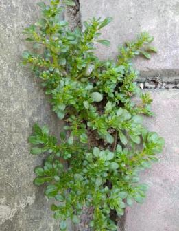 小叶冷水花植株